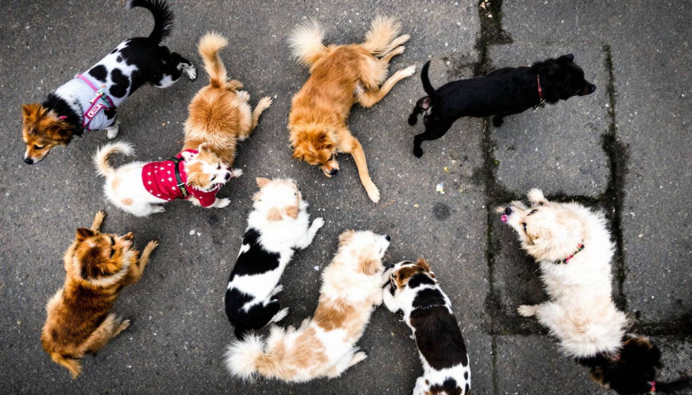 Les races de chiens adaptées pour les appartements et la vie en ville